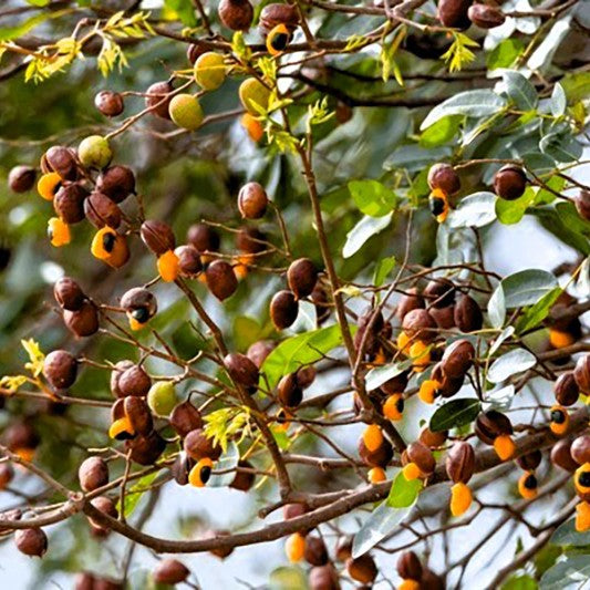 Био Етеричното Масло от Копайба Armina