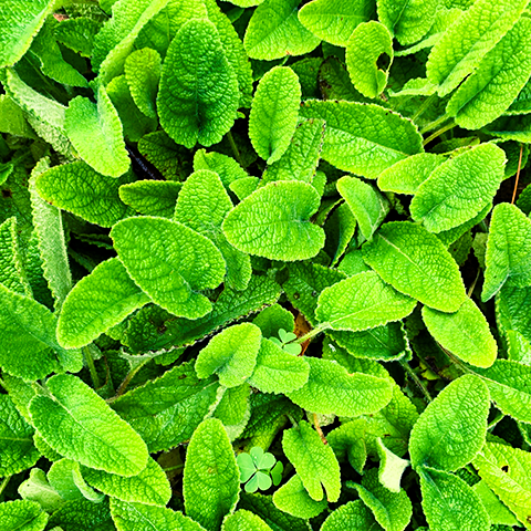 Органична Вода от Маточина