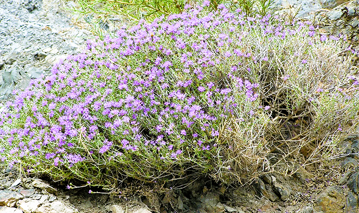 Био Eтерично Mасло от Мащерка Тимол Armina