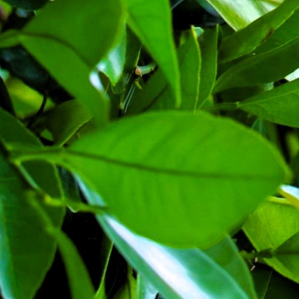 Био Етерично Масло от Петигрен Armina