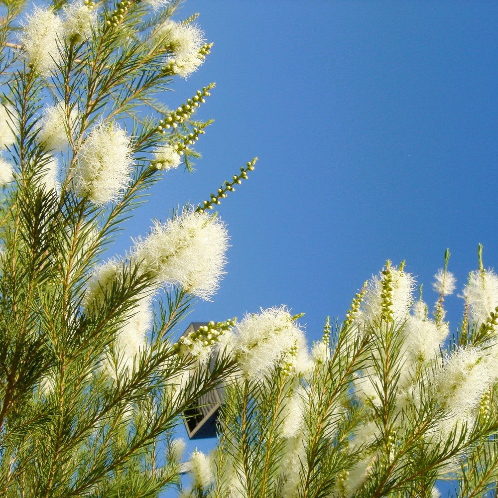 Био Eтерично Mасло от Чаено Дърво Armina