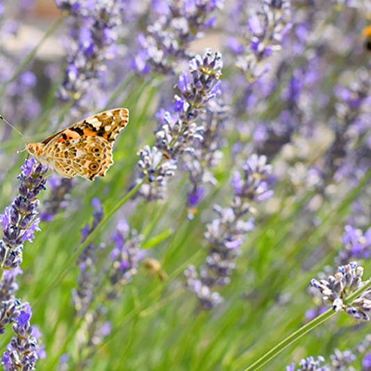 Органична Вода от Лавандула