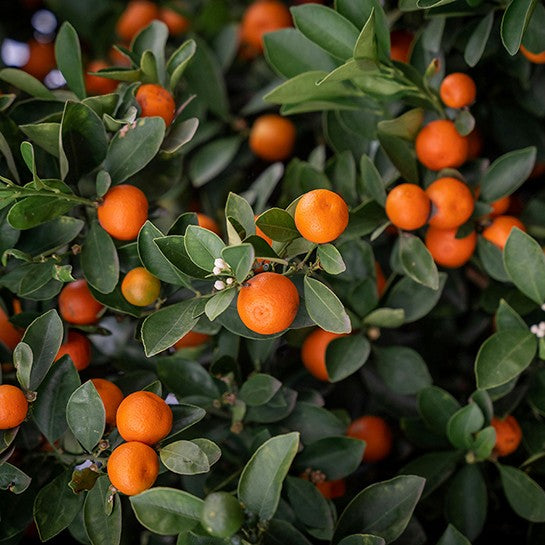 Био Eтерично Mасло от Мандарина Червена Armina