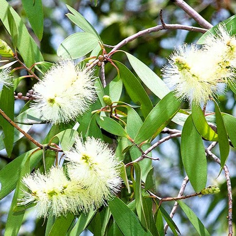 Био Етеричното Масло от Каджепат Armina