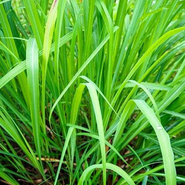 Био Eтерично Mасло от Палмароза Armina