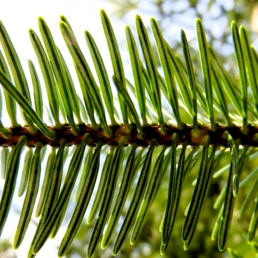 Био Етеричното Масло от Бяла Ела Armina