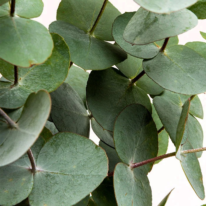 Био Етерично Масло от Евкалипт Глобулус Armina