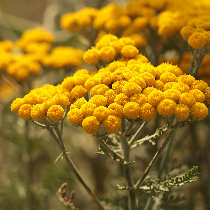 Био флорална вода от безсмъртниче