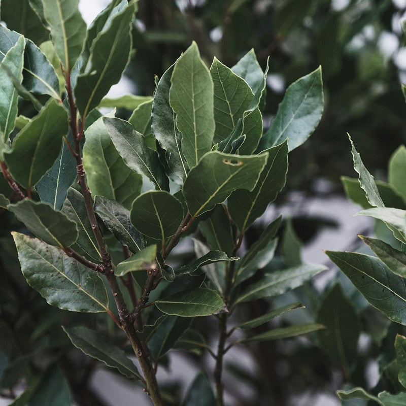 Био Eтерично Mасло от Лаврово Дърво Armina