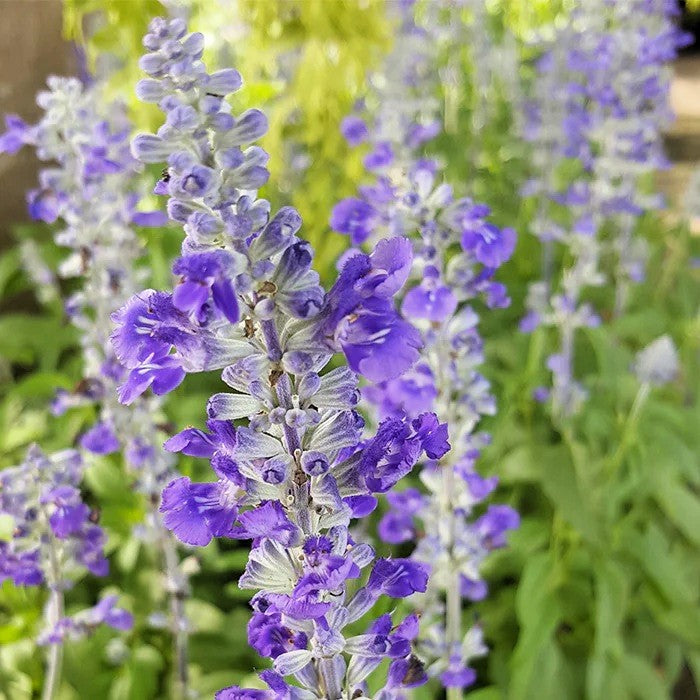 Био Етерично Mасло от Пачули Armina