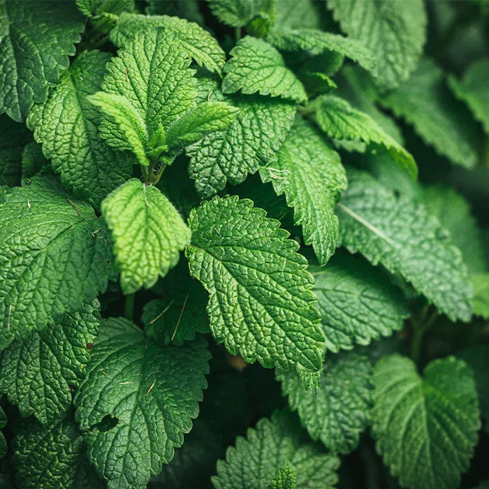 Био Етерично Масло от Мента Лютива Armina