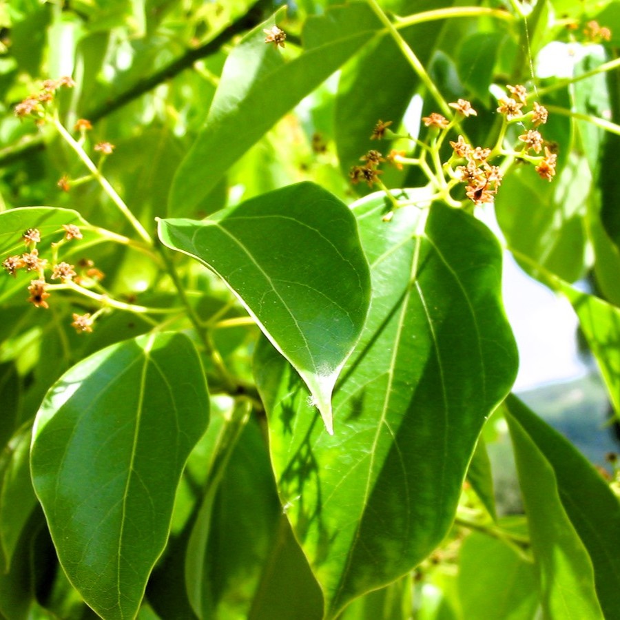 Био Етерично Масло Равинцара Armina