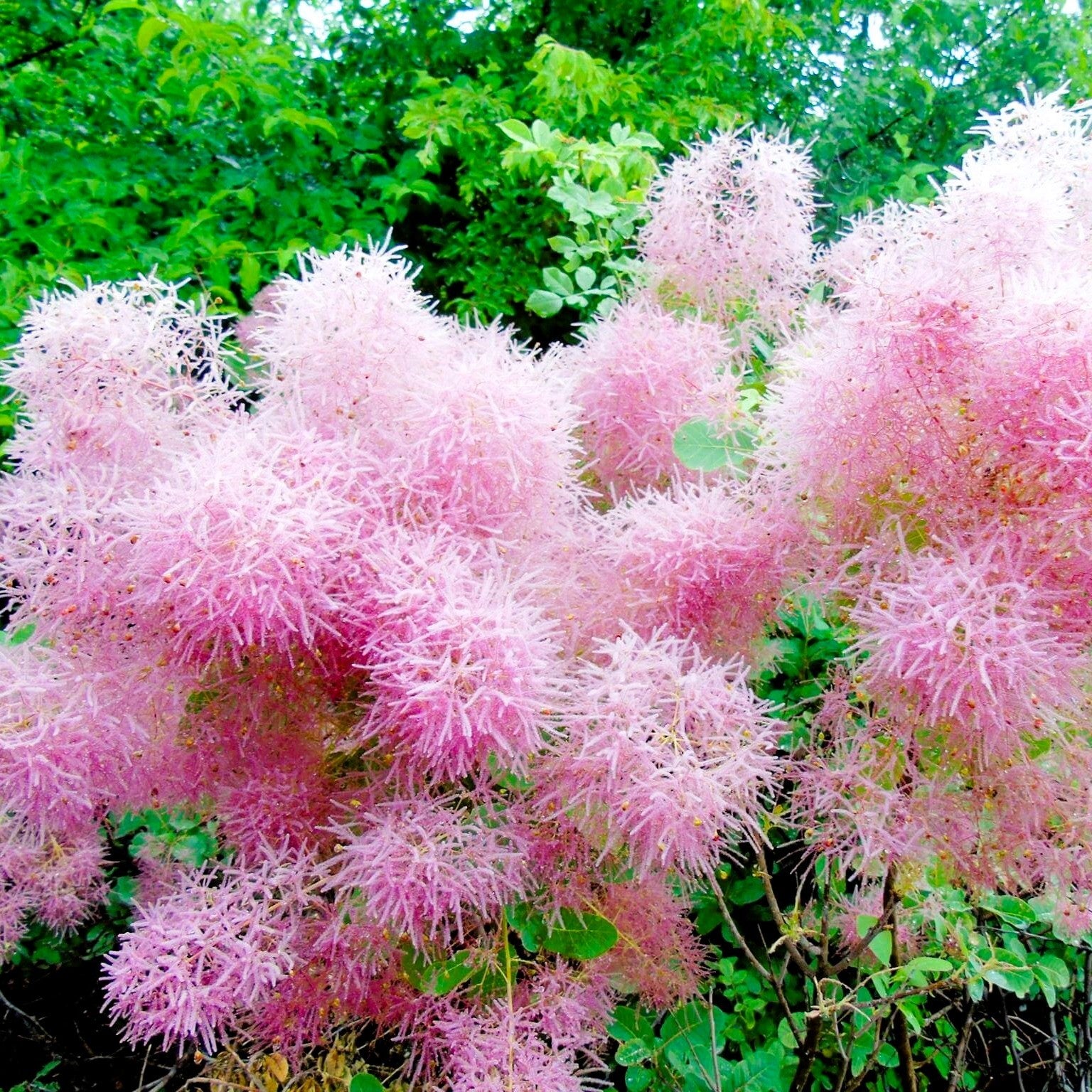 Вода от Смрадлика