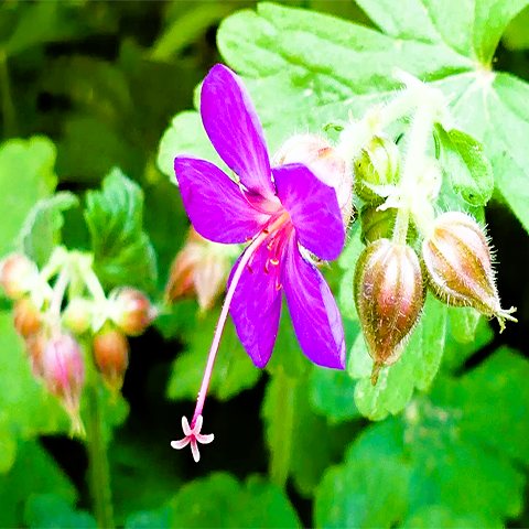 Органична Вода от Гераниум-Здравец