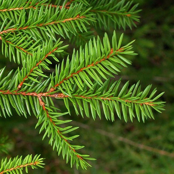 Био Eтерично Mасло от Смърч Armina