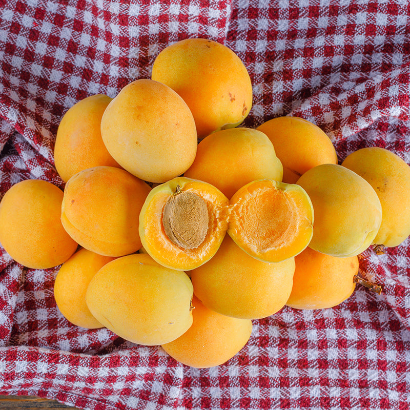 Био Растително Масло от Кайсиеви Ядки Armina