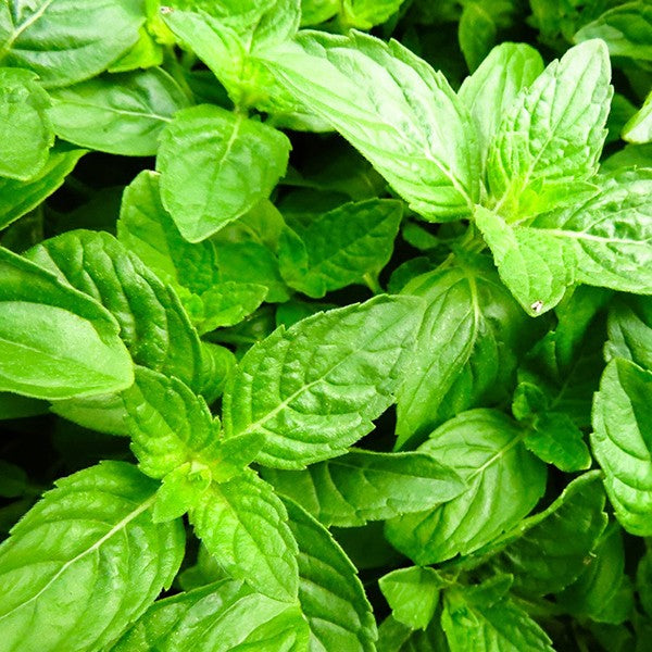 Био Етерично Масло от Босилек Armina