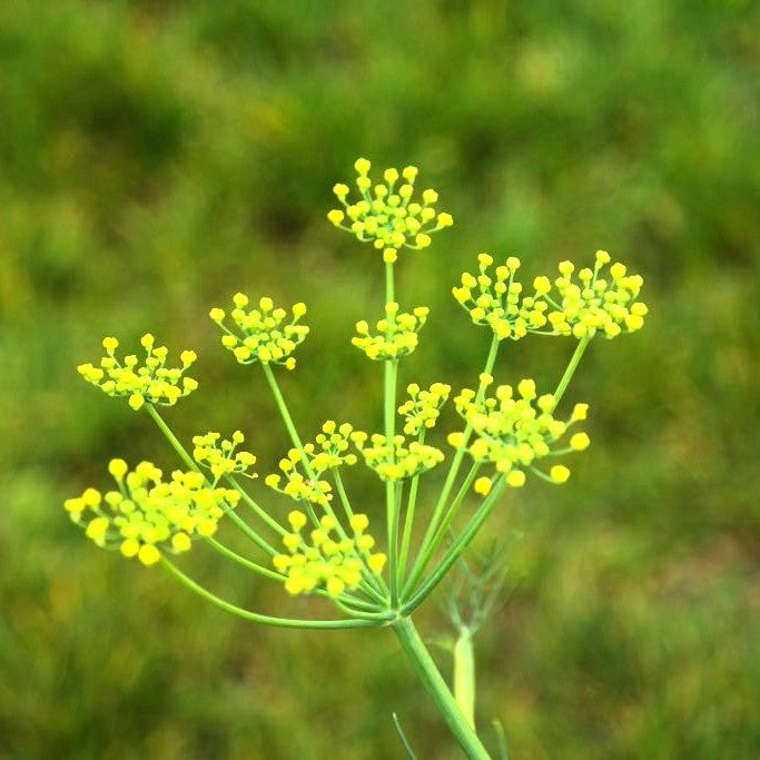 Био Eтерично Mасло от Резене Armina