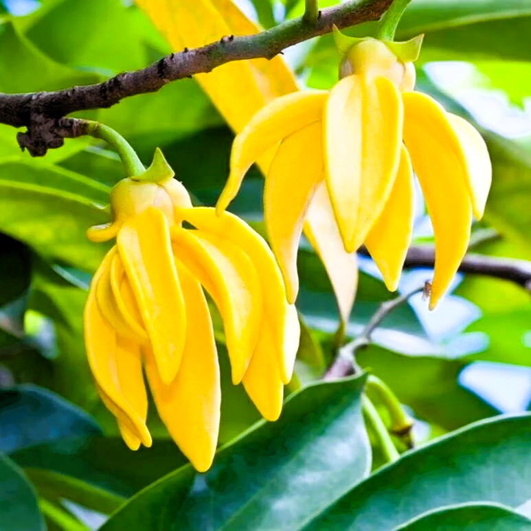 Био Eтерично Mасло Иланг-иланг Armina (Cananga odorata)