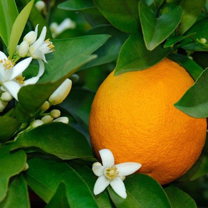 Био флорална вода от портокал