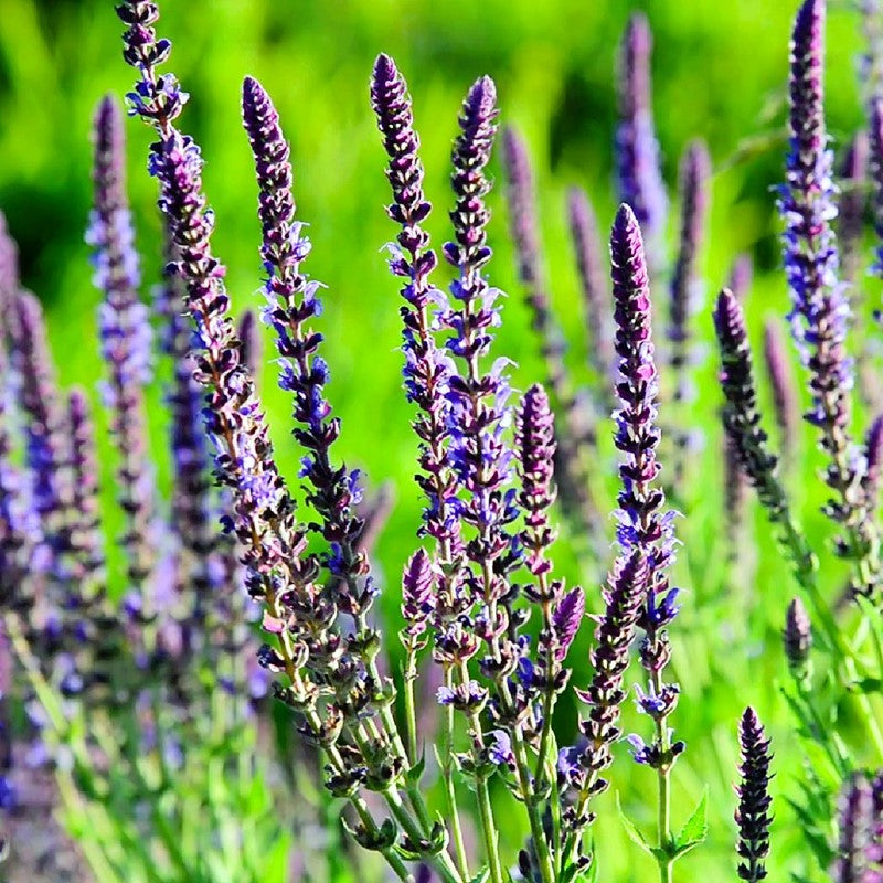 Био Етерично Масло от Исоп Armina