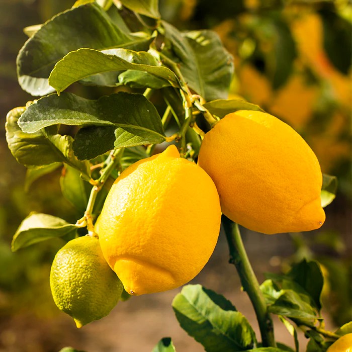 Био Eтерично Mасло от Лимон Armina