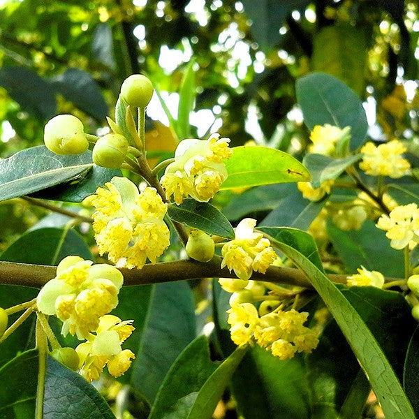 Био Eтерично Mасло от Лицеа Мей Чанг Armina