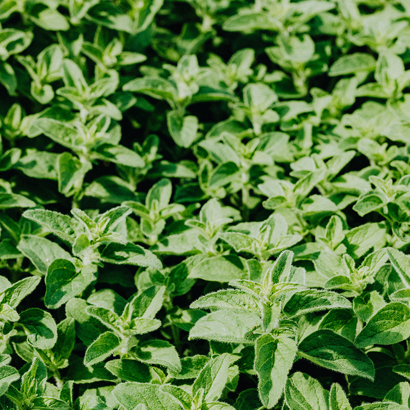 Био Eтерично Mасло от Риган Armina