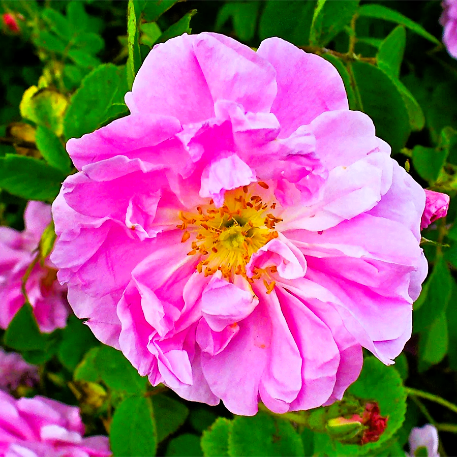 Био Етерично Масло от Роза (5% в Бадемово) Armina