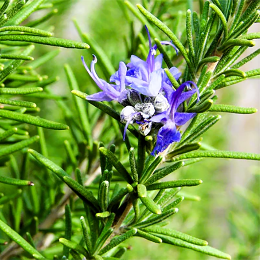 Био Етерично Масло от Розмарин Цинеол Armina