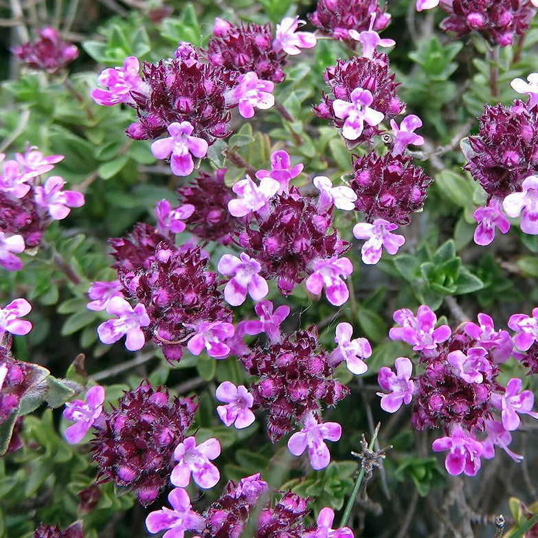 Био Eтерично Mасло от Мащерка Линалоол Armina