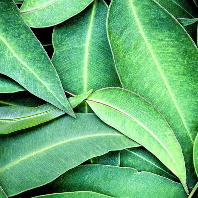 Био Етерично Масло Евкалипт Радиата Armina