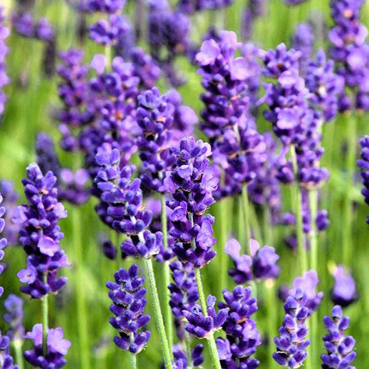 Био Етеричното Масло от Лавандула Armina