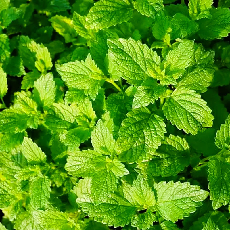 Органична Вода Мента