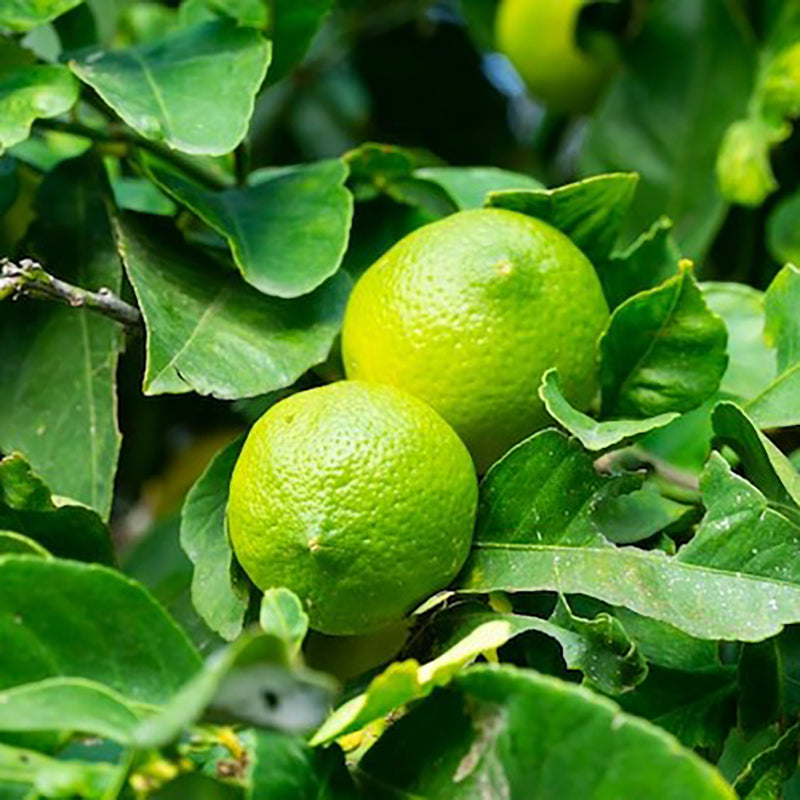 Био Eтерично Mасло от Мандарина Зелена Armina