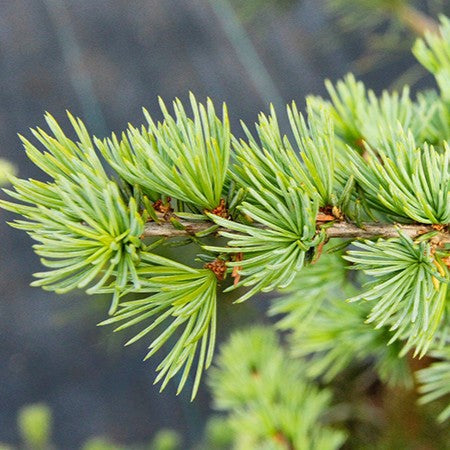 Био Етеричното Масло от Кедър Атласки Armina