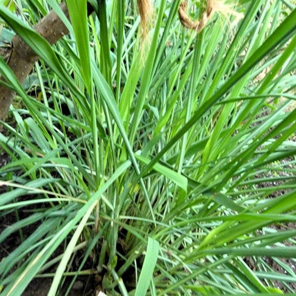 Био Eтерично Mасло Цитронела Armina