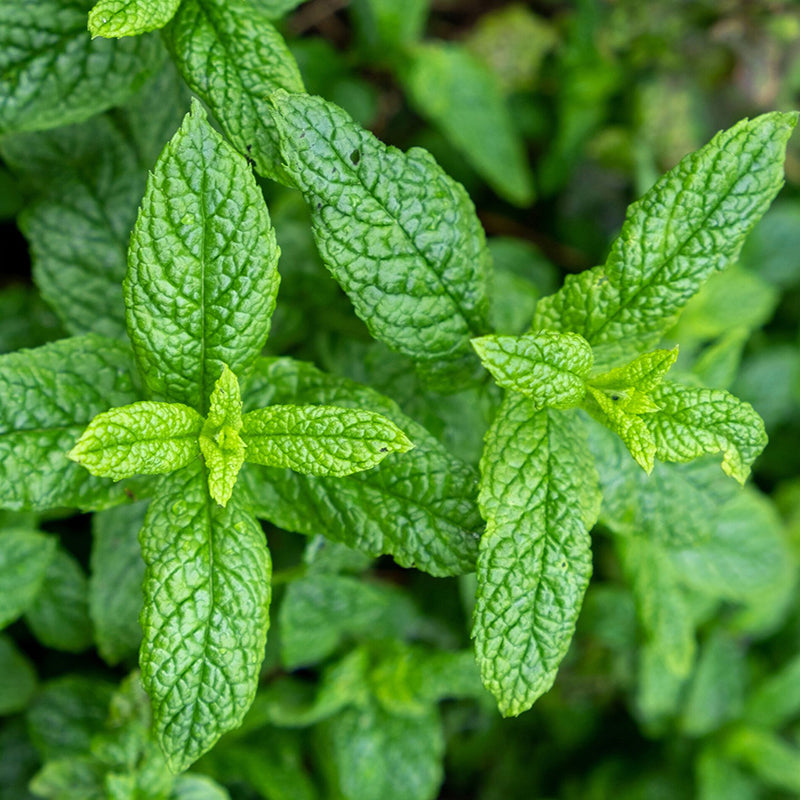 Био Етерично Масло от Мента Сладка Armina