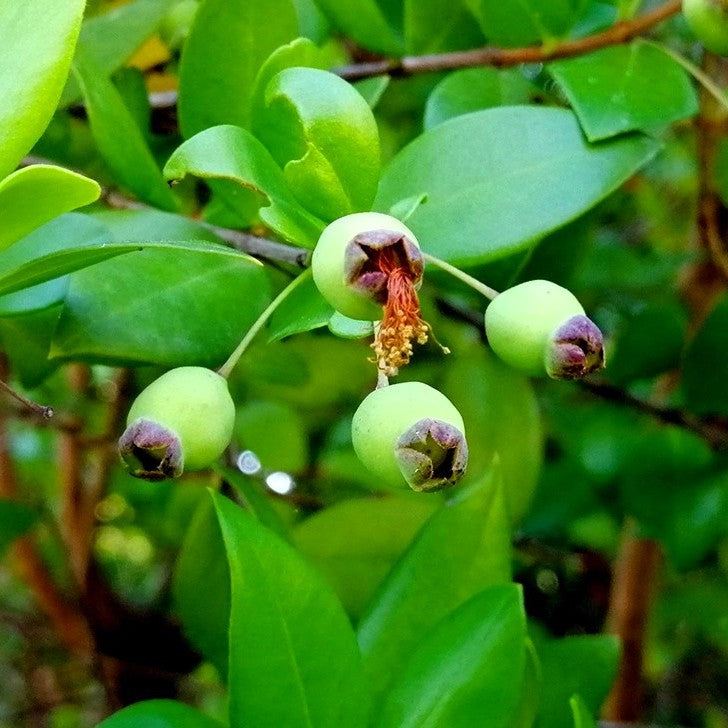 Био Eтерично Mасло от Мирта Зелена Armina