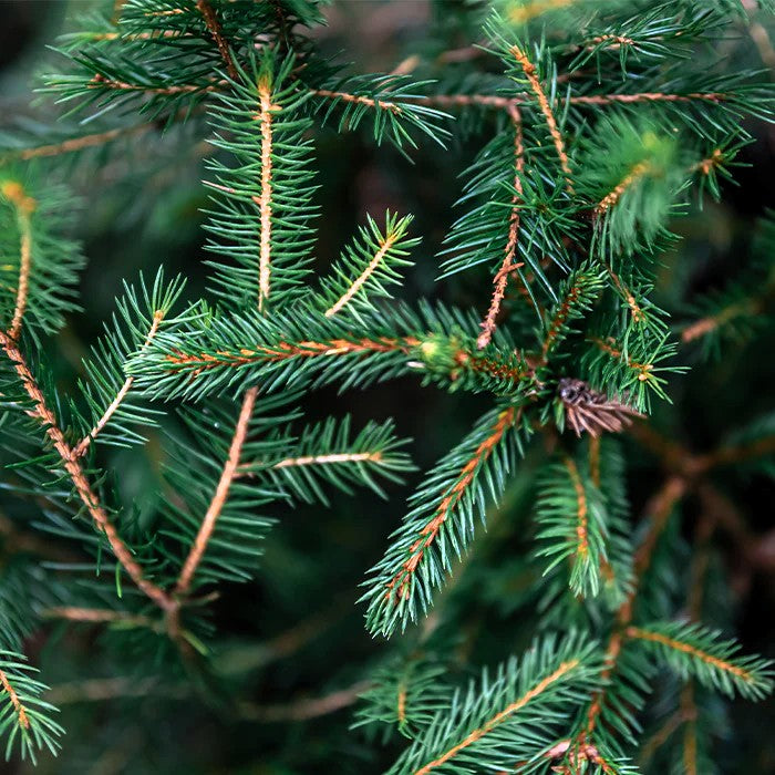 Био Етеричното Масло от Бял Бор Armina