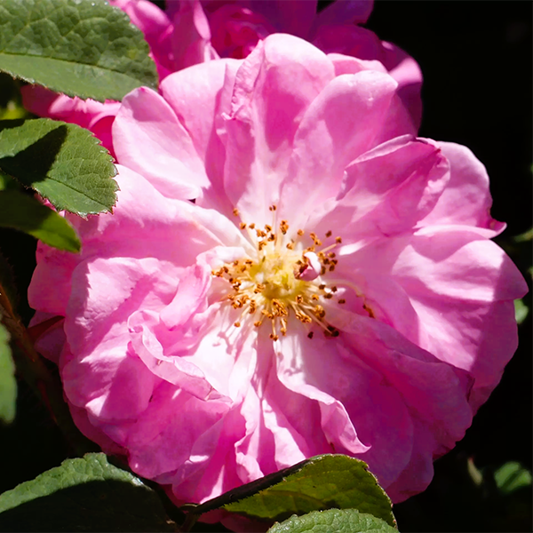 Био Розова Вода - Роза Дамасцена