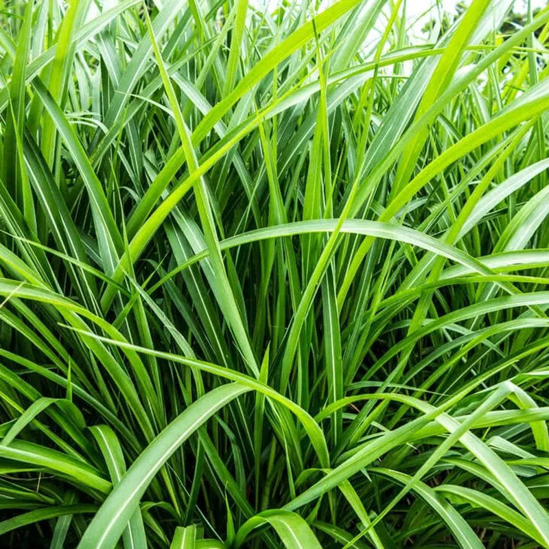 Био Eтерично Mасло от Ветивер Armina