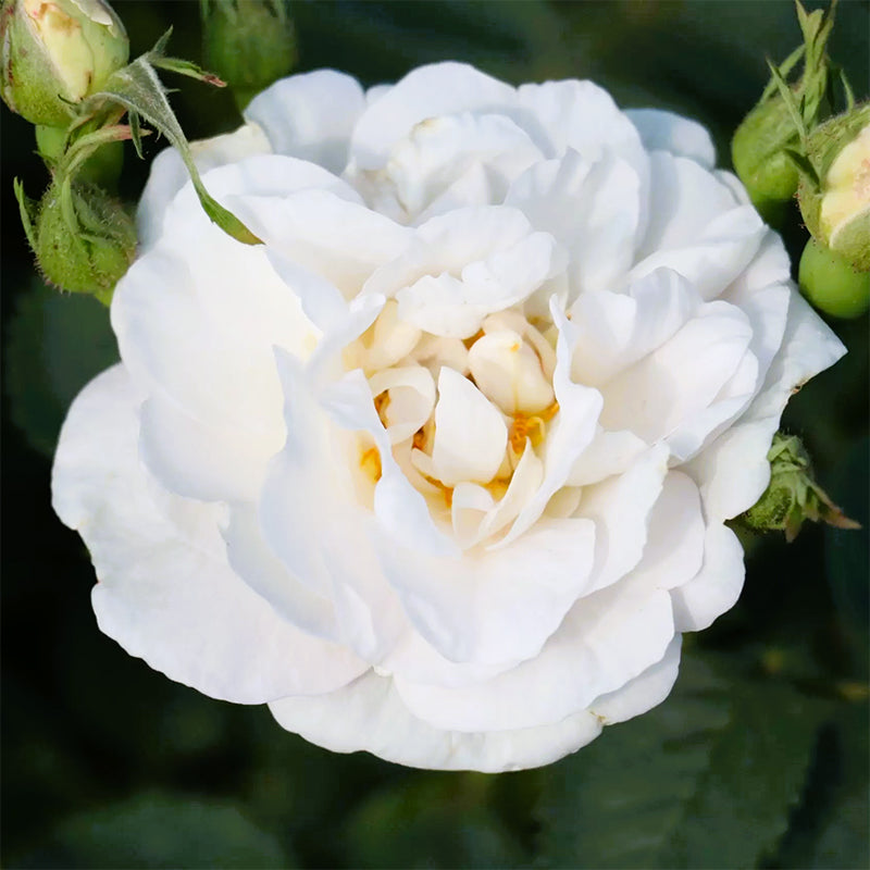 Био Розова Вода - Роза Алба