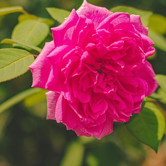 Българско Био Розово Масло Armina