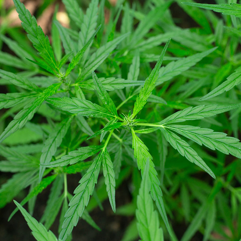 Био Растително Масло от Коноп Armina