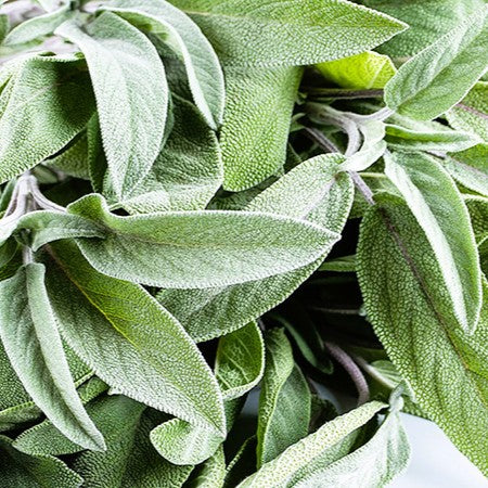 Био Етерично Масло от Салвия I Градински чай Armina