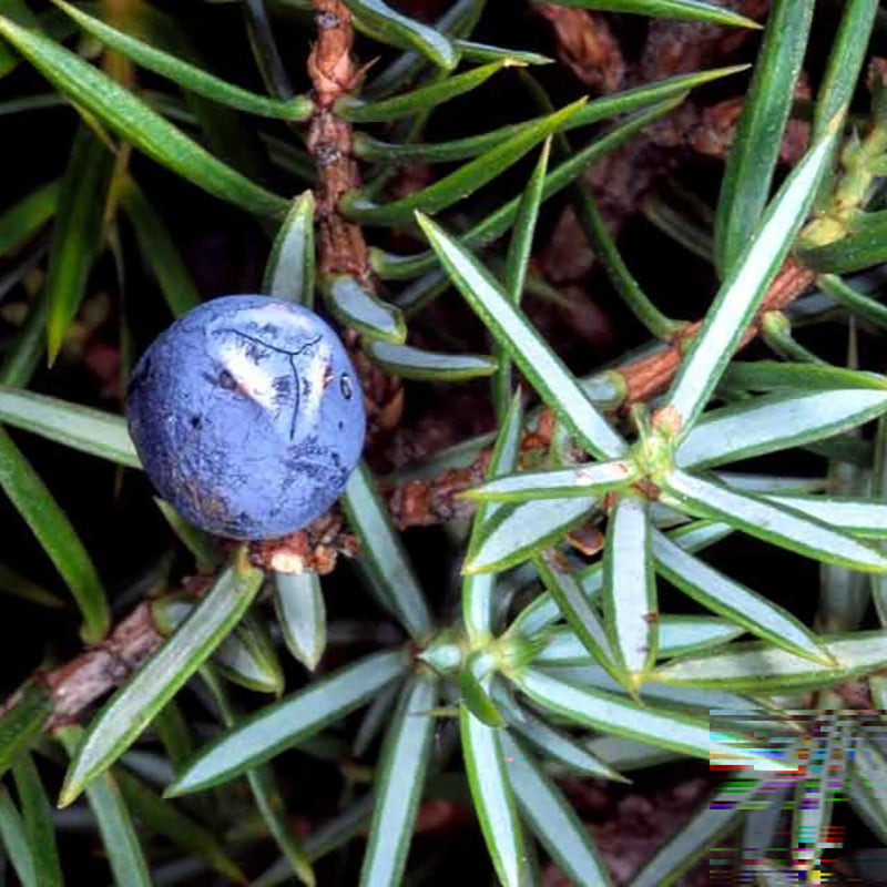 Био Eтерично Mасло Хвойнови Плодове