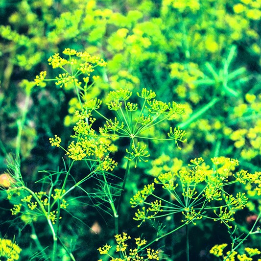 Био Етеричното Масло от Копър Armina