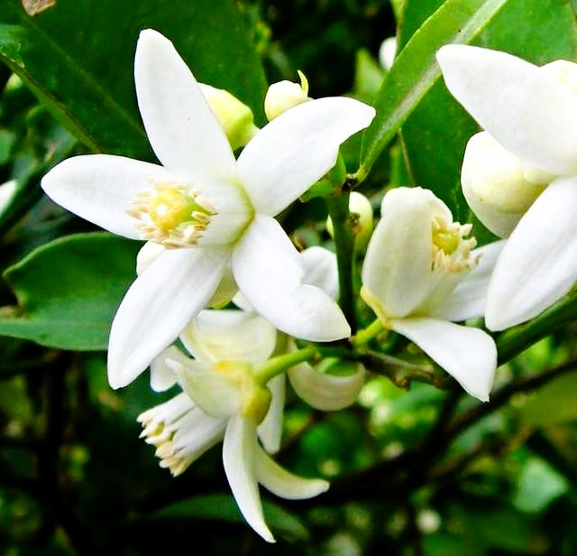 Био Eтерично Mасло от Нероли Armina