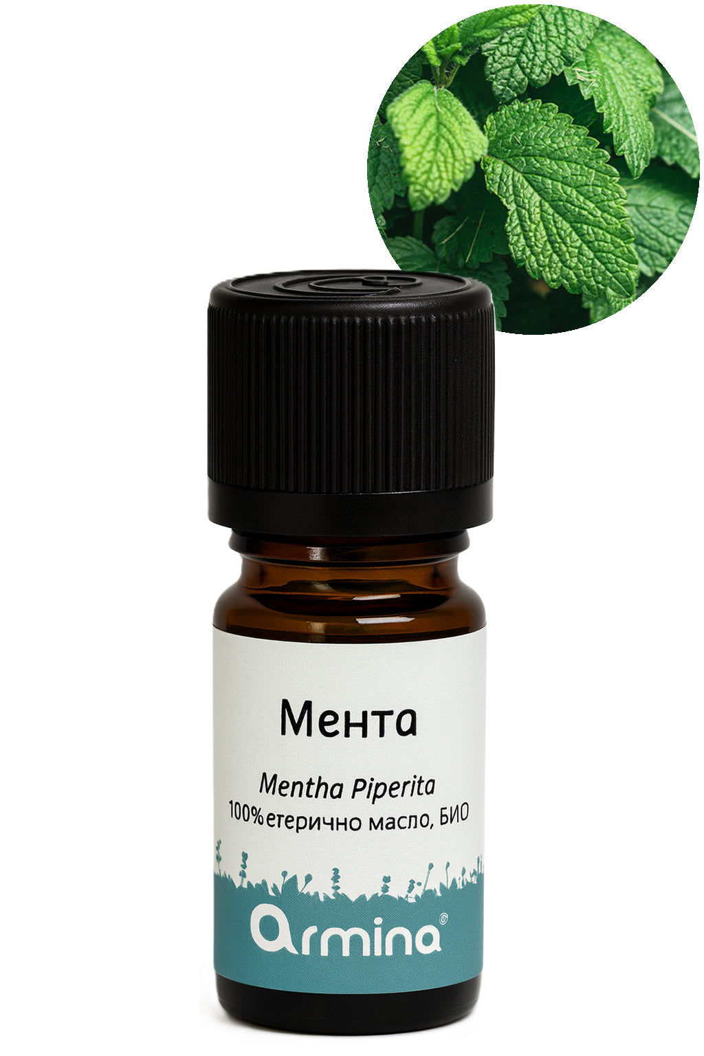 мента лютива armina